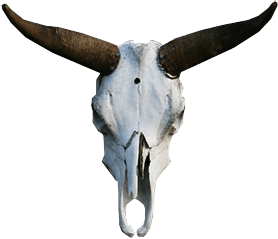 Cow skull