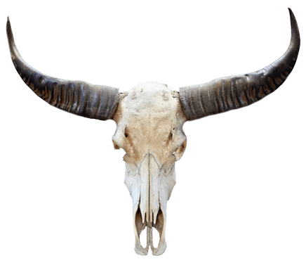 Cow skull